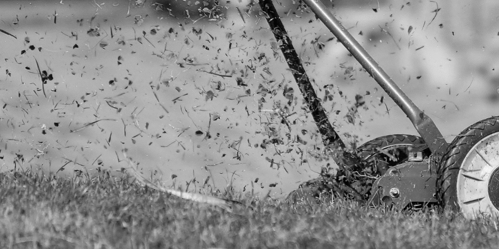 Care Tips for Your Newly-Seeded Lawn