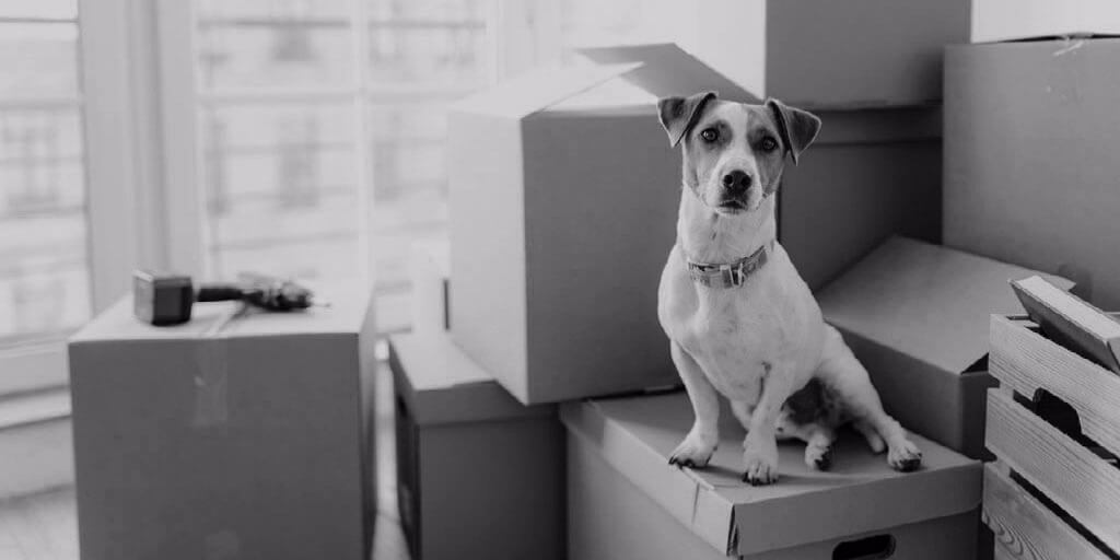 5 Mistakes to Avoid When You Move with Your Pets